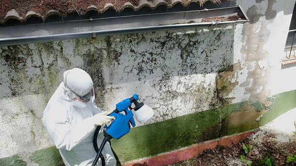 Top rated local Mold Testing specialists in McKinney, TX